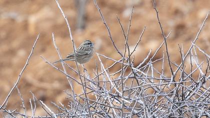 Rock Bunting