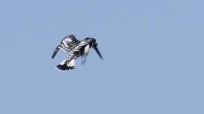 Pied Kingfisher