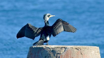 Great Cormorant