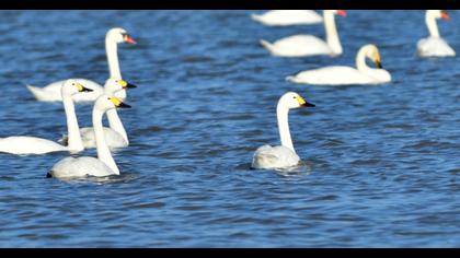 Tundra Swan