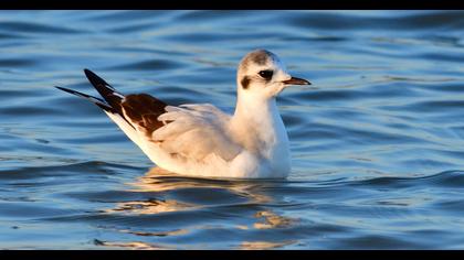 Little Gull