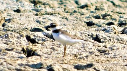Common Ringed Plover