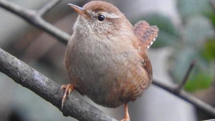 Eurasian Wren