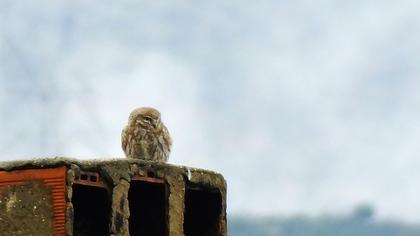 Little Owl