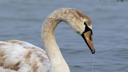 Mute Swan