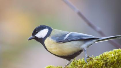 Great Tit