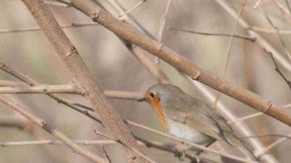 European Robin