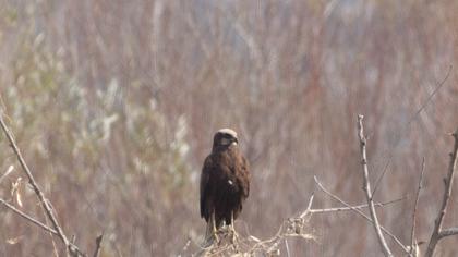 Western Marsh Harrier