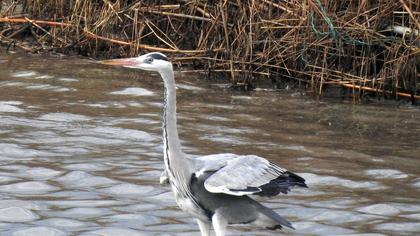 Grey Heron