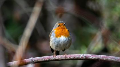 European Robin