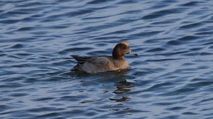 Eurasian Wigeon