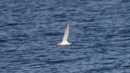 Sandwich Tern