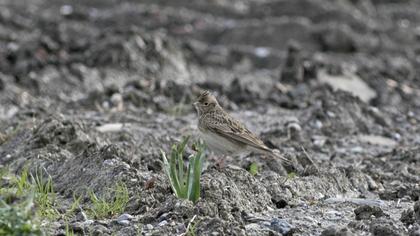 Eurasian Skylark