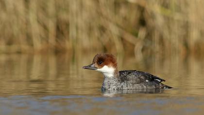 Smew