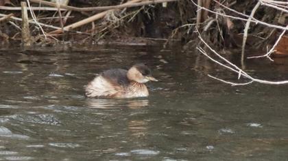 Little Grebe