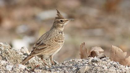 Crested Lark