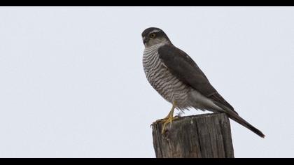 Eurasian Sparrowhawk