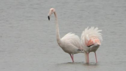 Greater Flamingo