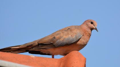 Laughing Dove