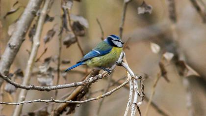 Eurasian Blue Tit