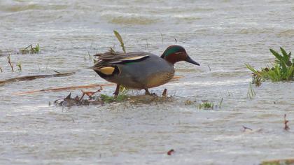 Eurasian Teal
