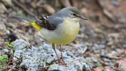 Grey Wagtail