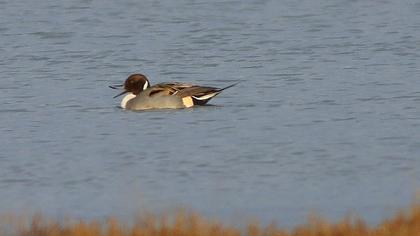 Northern Pintail