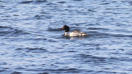 Red-breasted Merganser