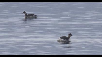 Black-necked Grebe