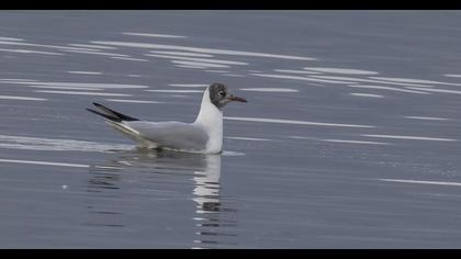 Black-headed Gull