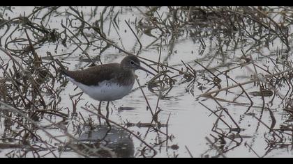 Green Sandpiper