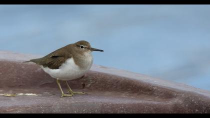 Common Sandpiper