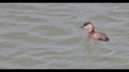 Little Grebe