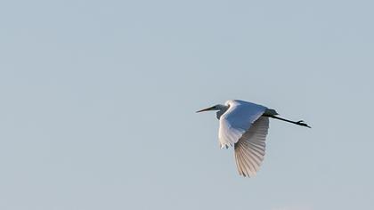 Great Egret