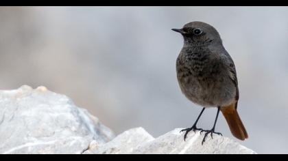 Black Redstart