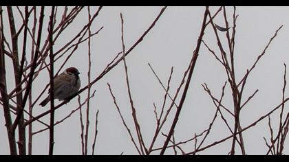 Eurasian Tree Sparrow