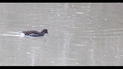 Common Moorhen