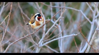 European Goldfinch