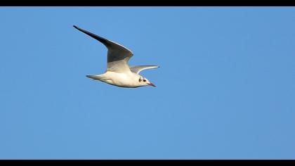 Black-headed Gull