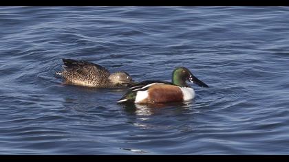 Northern Shoveler