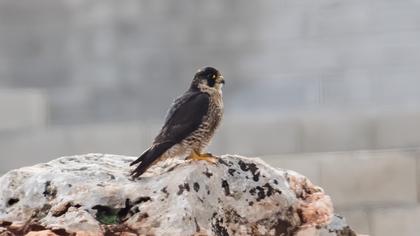 Peregrine Falcon