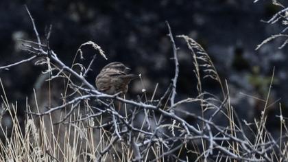 Radde`s Accentor