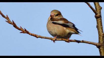 Hawfinch