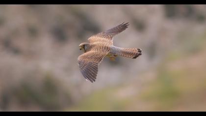Common Kestrel