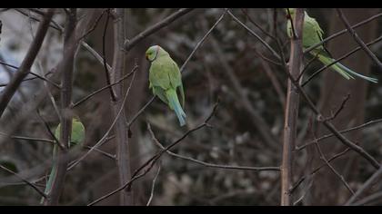 Rose-ringed Parakeet