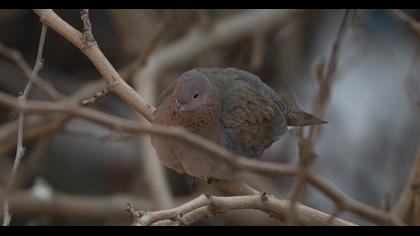 Laughing Dove