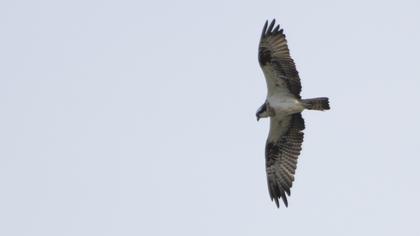 Western Osprey