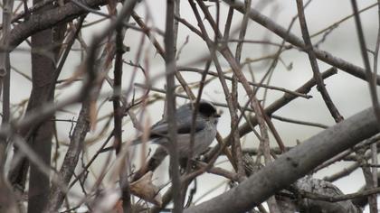 Long-tailed Tit