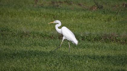 Great Egret