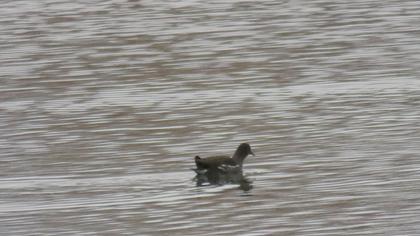 Common Moorhen